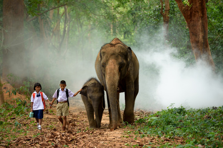 brother and sister go back home after learning by walking with their elephantの写真素材