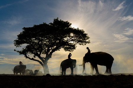 silhouette of three men ride each their elephant under big tree with beautiful blue and orange sky during sunriseの写真素材