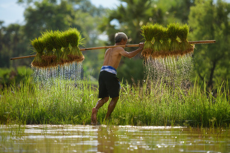 old farmer while trying carry his rice saplingの写真素材