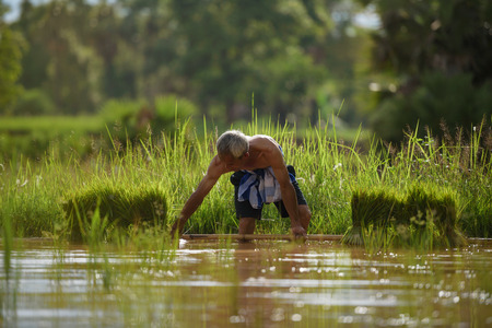 old farmer while trying carry his rice saplingの写真素材