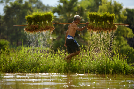old farmer while trying carry his rice saplingの写真素材