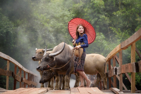 beautiful Asian woman wearing rural Thai dress with her buffaloの写真素材