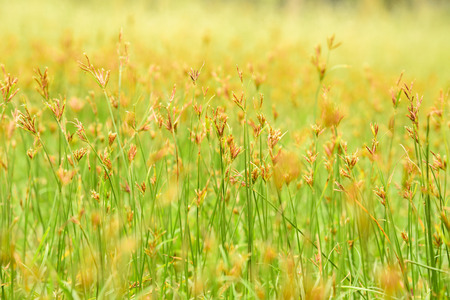 spring background with grass and little yellow flowerの写真素材