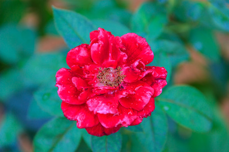 natural red rose with leafの写真素材
