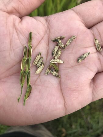 close-up fungal diseases in rice on handの写真素材