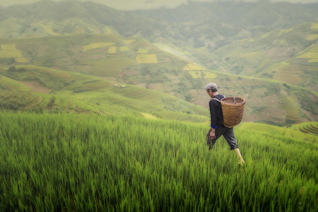 old farmer works and carries baskets on his shoulder in the field of rice on rice terracesの写真素材