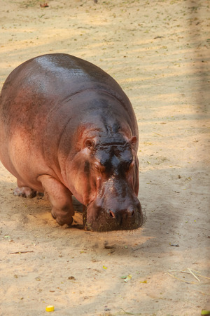 This photo are Hippopotamus taken at Khokeaw zoo Thailand の写真素材