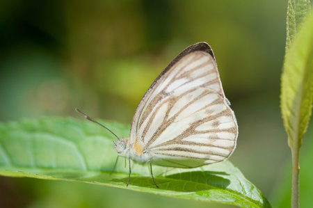 Butterfly and leafの写真素材