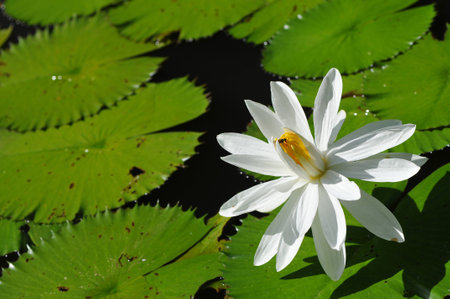 White lotusの写真素材
