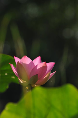 Lotus vividの写真素材