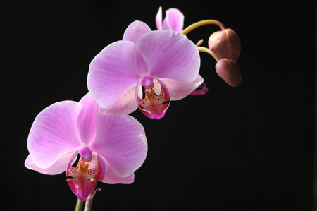 Flowers in black sceneの写真素材