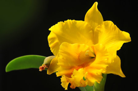 Flowers in black sceneの写真素材