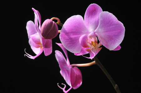 Flowers in black sceneの写真素材