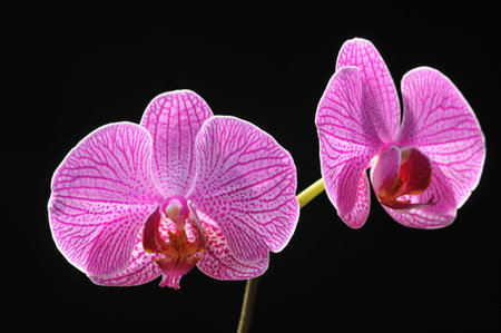 Flowers in black sceneの写真素材