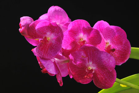 Flowers in black sceneの写真素材