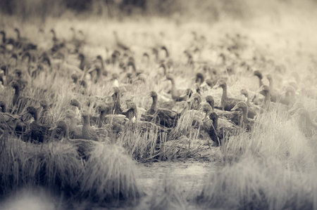 Prairie and ducksの写真素材