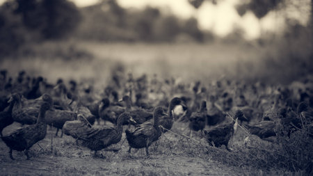 Prairie and ducksの写真素材