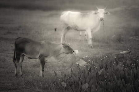 Prairie and cows