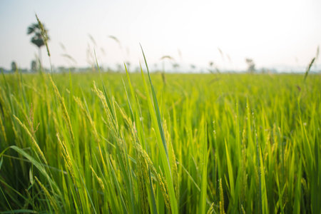 Rice fields and Sunshineの写真素材