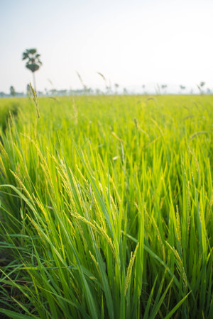 Rice fields and Sunshineの写真素材