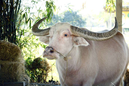 Albino buffalo in thailandの写真素材