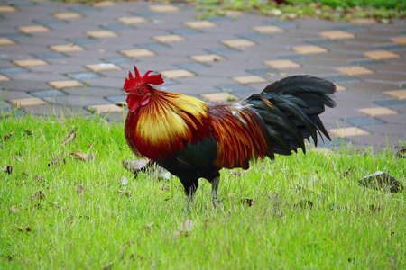 Jae raising chickens for beautyの写真素材
