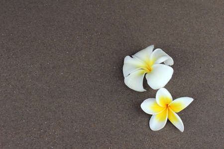 Flowers on the sand