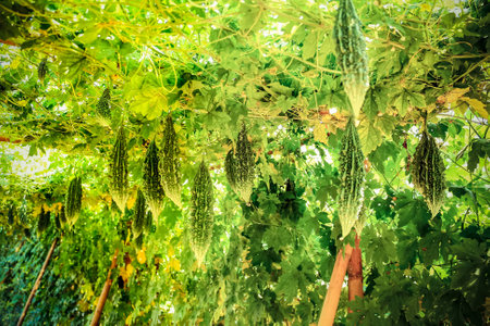 Gourd in gardenの写真素材