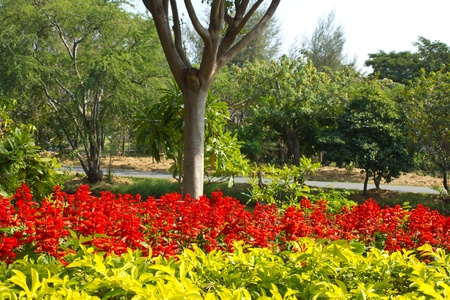 beautiful red and yellow  flower  の写真素材