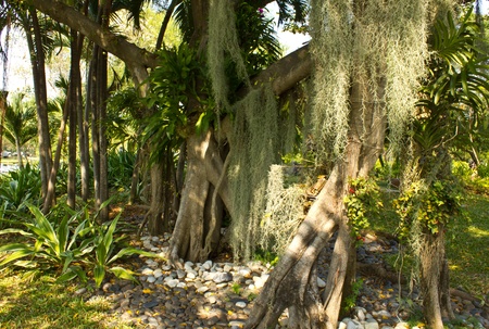 banyan tree and orquidの写真素材