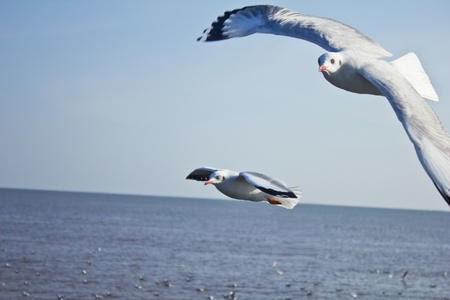 wingspread seagull in clear  sky,Bangpoo, Thailandの写真素材
