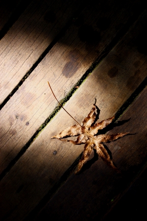 brown leafの写真素材