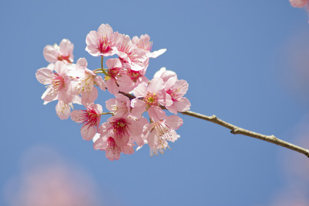 Prunus cerasoidesの写真素材