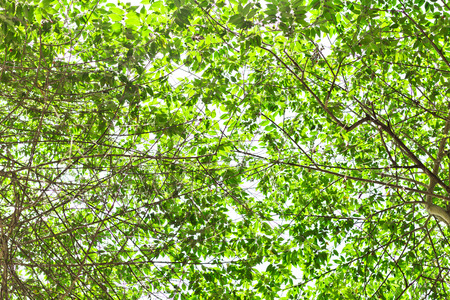 under the treeの写真素材