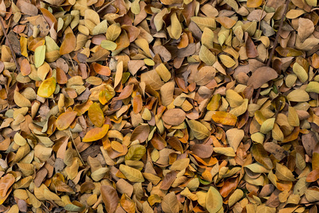 Dry leaf on the groundの写真素材