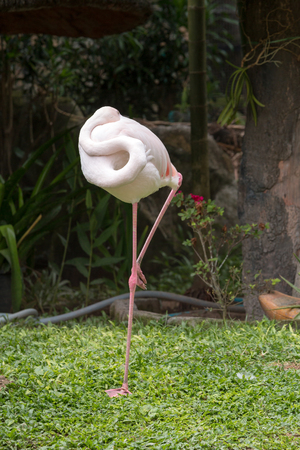 Greater Flamingo sleeping by standing on one leg, Phoenicopterus roseus standingの写真素材