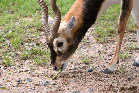 Close up of Blackbuck eatting long bean on the groundの写真素材
