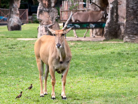 Common Elend with one horn standing in the grassland and watching; Taurotragus oryx the type of...