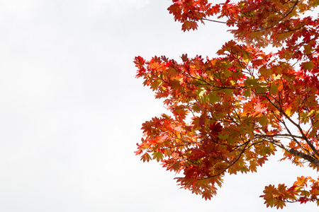 Red Maple leaves branch on white sky background