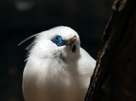 Bali myna; Rothschild's mynah which is bird in tropical area such as Baliの写真素材