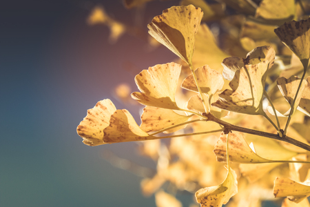 Close up of Yellow Ginkgo leaf when the sunshine in Japan Autumnの写真素材