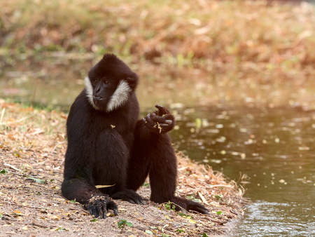 Portrait of black gibbon (white-cheeked gibbon) sitting and finding the food on nature wild...