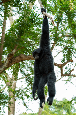 Portrait of Siamnang Gibbon holding itself by gripping on tree brachの写真素材