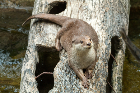 Close up of Asian smalled-clawed otter lying on log; Aonyx cinerea in the waterの写真素材