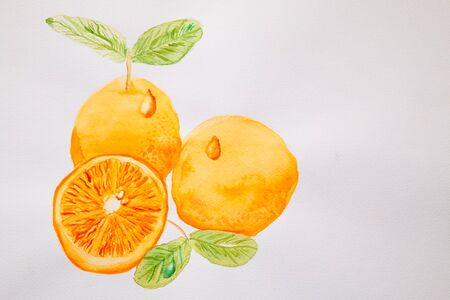 Watercolor painting of Orange; illustration of two oranges and a halfの写真素材