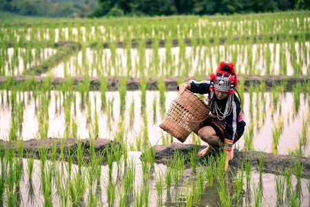 Hmong Woman in black dress with basket sitting on ridge of green rice fieldsの写真素材