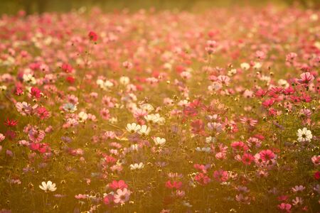 Filed of colorful cosmos is in sunset time as beautiful flora background