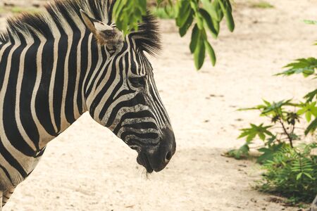 CLose up of African zebra on the dry brown sand browsing and grazingの写真素材