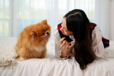 Young pretty Asian woman lying and teasing hand to Brown Pommeranian dog on white bedの写真素材