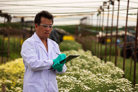 Senior Scientist with safety glasses taking record during checking chrysanthemum in houseplantの写真素材